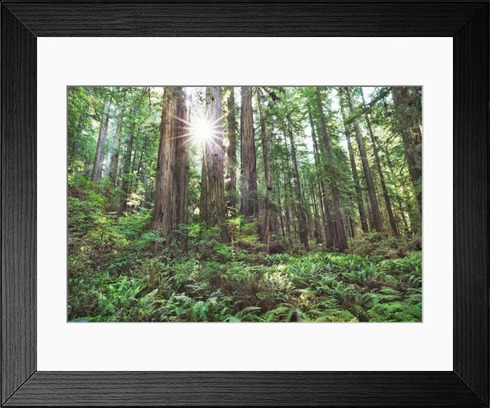Framed Print : Coast redwood forest - USA, California, Del Norte, Prairie Creeks Redwood State Park Framed Print : Coast redwood forest - USA, California, Del Norte, Prairie Creeks Redwood State Park