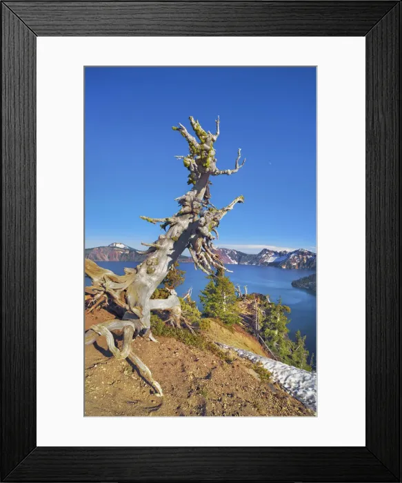 Framed Print : Dead tree at Crater Lake - USA, Oregon, Klamath, Crater Lake Framed Print : Dead tree at Crater Lake - USA, Oregon, Klamath, Crater Lake