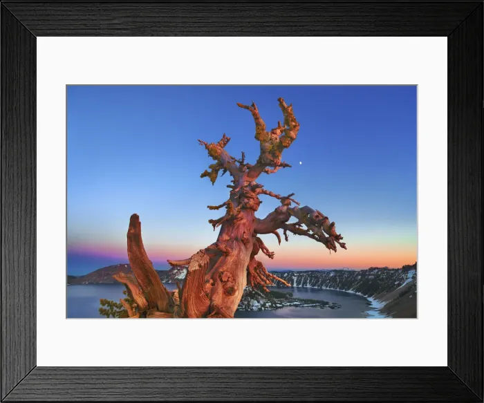 Framed Print : Dead tree at Crater Lake with moon - USA, Oregon, Klamath, Crater Lake Framed Print : Dead tree at Crater Lake with moon - USA, Oregon, Klamath, Crater Lake