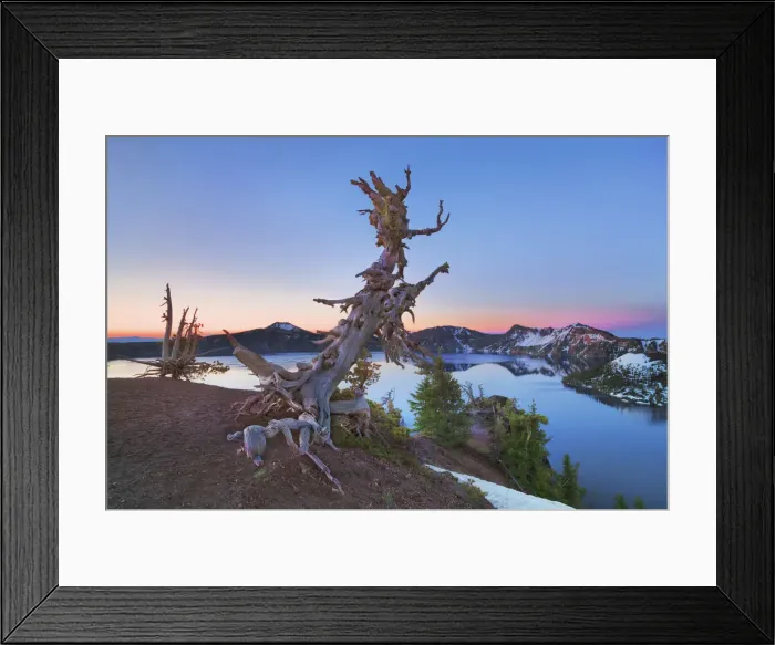 Framed Print : Dead tree at Crater Lake - USA, Oregon, Klamath, Crater Lake Framed Print : Dead tree at Crater Lake - USA, Oregon, Klamath, Crater Lake