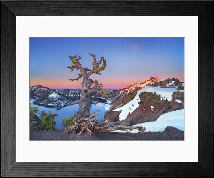 Framed Print : Dead tree at Crater Lake - USA, Oregon, Klamath, Crater Lake Framed Print : Dead tree at Crater Lake - USA, Oregon, Klamath, Crater Lake