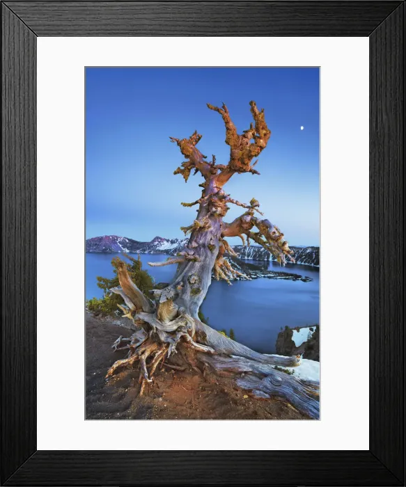 Framed Print : Dead tree at Crater Lake with moon - USA, Oregon, Klamath, Crater Lake Framed Print : Dead tree at Crater Lake with moon - USA, Oregon, Klamath, Crater Lake