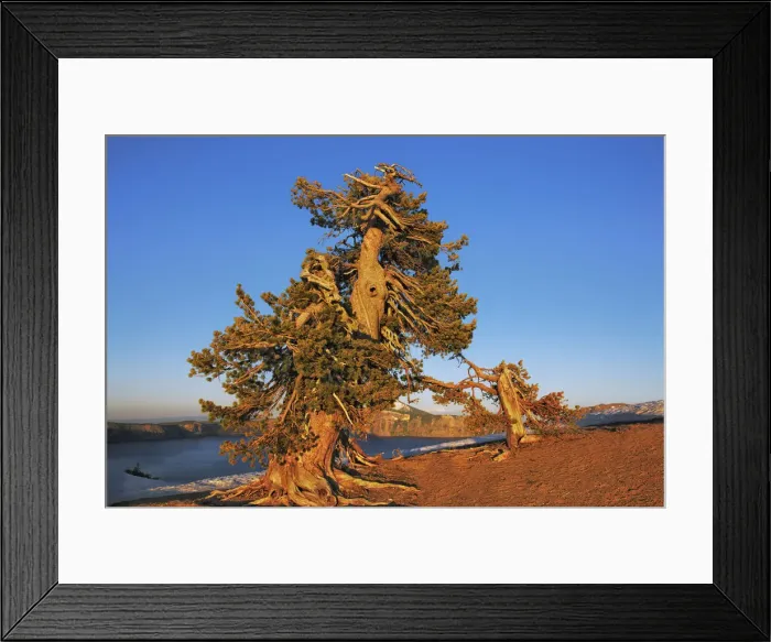 Framed Print : Pine at Crater Lake - USA, Oregon, Klamath, Crater Lake, Merriam Point - Cascade Range Framed Print : Pine at Crater Lake - USA, Oregon, Klamath, Crater Lake, Merriam Point - Cascade Range