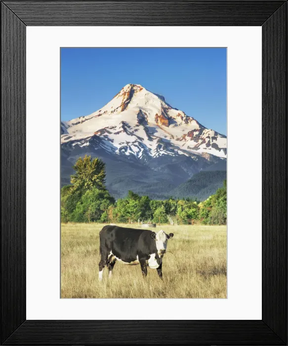 Framed Print : Cultural landscape with Mount Hood and cow - USA, Oregon, Hood River, Odell Framed Print : Cultural landscape with Mount Hood and cow - USA, Oregon, Hood River, Odell