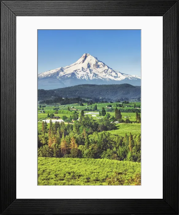 Framed Print : Cultural landscape with Mount Hood and wineyards - USA, Oregon, Hood River, Odell