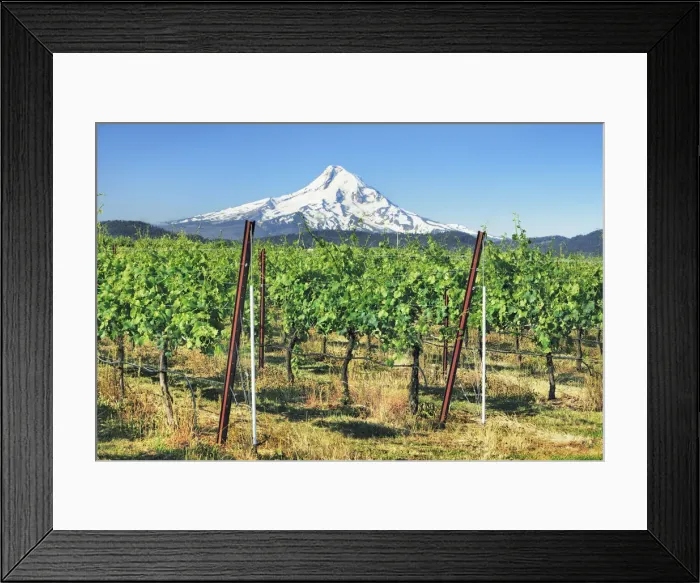 Framed Print : Cultural landscape with Mount Hood and wineyards - USA, Oregon, Hood River, Odell Framed Print : Cultural landscape with Mount Hood and wineyards - USA, Oregon, Hood River, Odell