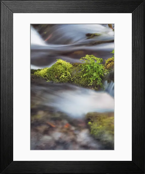 Framed Print : Brook with moss covered branches - USA, Washington, Skamania, Mount Adams Framed Print : Brook with moss covered branches - USA, Washington, Skamania, Mount Adams