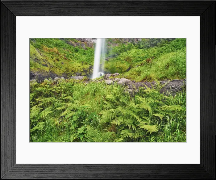 Framed Print : Waterfall Elowah Falls with ferns - USA, Oregon, Multnomah, Yeon State Park Framed Print : Waterfall Elowah Falls with ferns - USA, Oregon, Multnomah, Yeon State Park