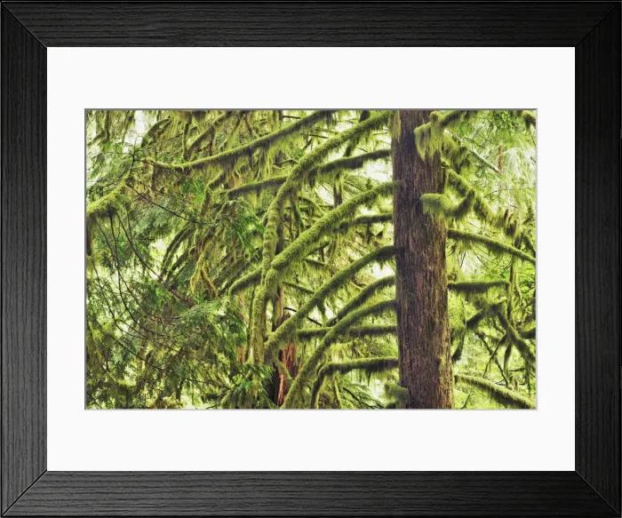 Framed Print : Temperate rainforest with moss covered spruces - USA, Oregon, Hood River Framed Print : Temperate rainforest with moss covered spruces - USA, Oregon, Hood River