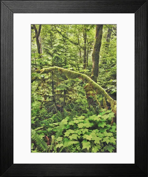 Framed Print : Temperate rainforest with moss covered trees - USA, Oregon, Multnomah