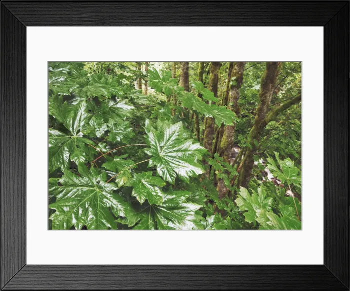 Framed Print : Bigleaf maple leaves in rain - USA, Oregon, Multnomah, Latourell Falls - Cascade Range