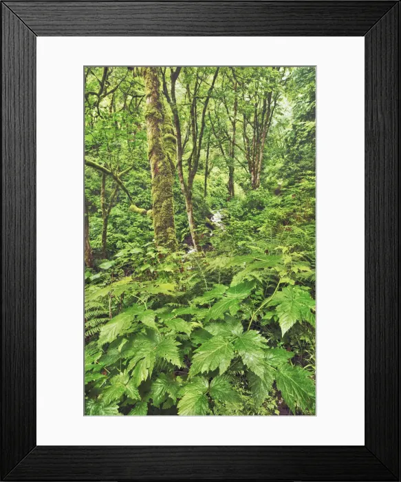 Framed Print : Temperate rainforest - USA, Oregon, Multnomah, Latourell Falls - Cascade Range