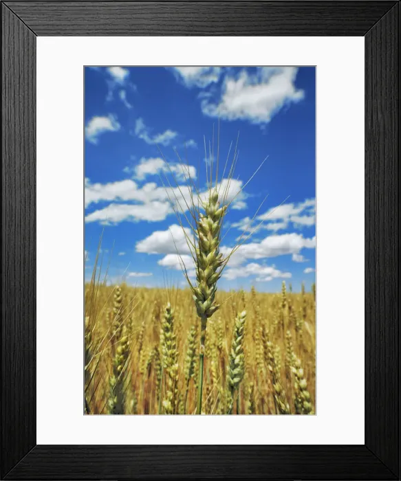 Framed Print : Corn field and cumulonimbus clouds - USA, Oregon, Sherman, Grass Valley, east of Framed Print : Corn field and cumulonimbus clouds - USA, Oregon, Sherman, Grass Valley, east of