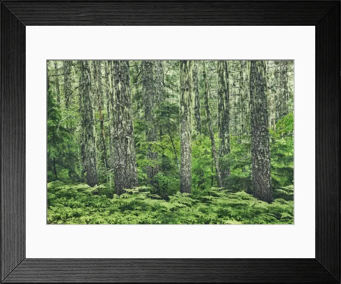 Framed Print : Spruce forest with lichens - USA, Oregon, Linn, Iron Mountain - Cascade Range Framed Print : Spruce forest with lichens - USA, Oregon, Linn, Iron Mountain - Cascade Range