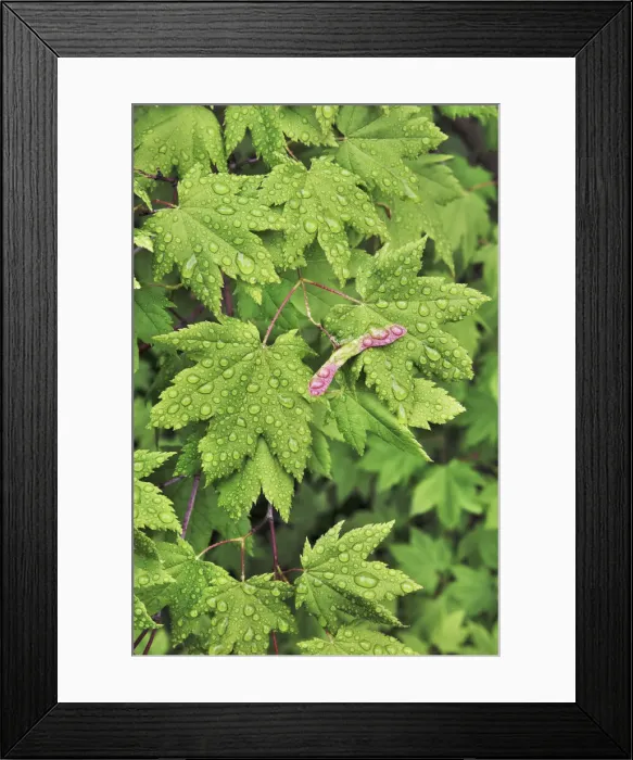 Framed Print : Maple leaf with water drops - USA, Oregon, Linn, Iron Mountain - Cascade Range Framed Print : Maple leaf with water drops - USA, Oregon, Linn, Iron Mountain - Cascade Range