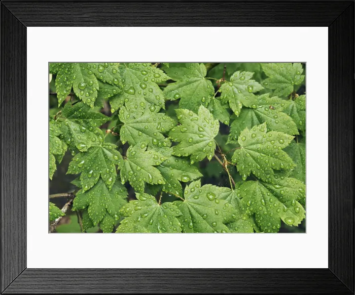 Framed Print : Maple leaf with water drops - USA, Oregon, Linn, Iron Mountain - Cascade Range Framed Print : Maple leaf with water drops - USA, Oregon, Linn, Iron Mountain - Cascade Range