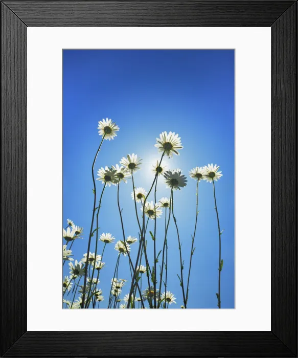 Framed Print : Oxeye daisy with sun - USA, Washington, Clallam, Sequim, east of - Olympic Peninsula Framed Print : Oxeye daisy with sun - USA, Washington, Clallam, Sequim, east of - Olympic Peninsula