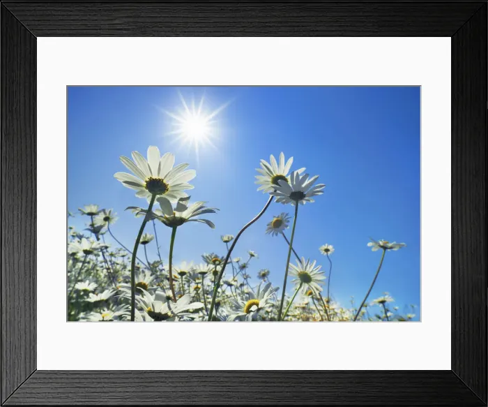 Framed Print : Oxeye daisy with sun - USA, Washington, Clallam, Sequim, east of - Olympic Peninsula