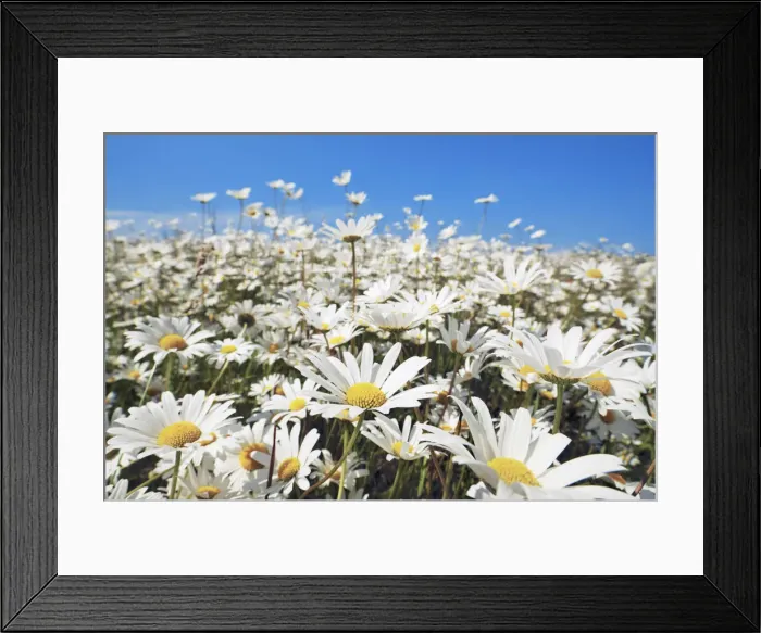Framed Print : Oxeye daisy - USA, Washington, Clallam, Sequim, east of - Olympic Peninsula Framed Print : Oxeye daisy - USA, Washington, Clallam, Sequim, east of - Olympic Peninsula