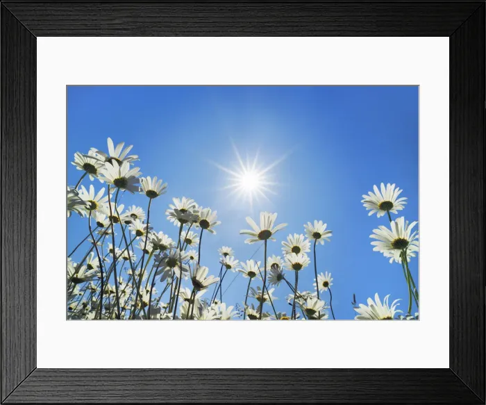 Framed Print : Oxeye daisy with sun - USA, Washington, Clallam, Sequim, east of - Olympic Peninsula Framed Print : Oxeye daisy with sun - USA, Washington, Clallam, Sequim, east of - Olympic Peninsula