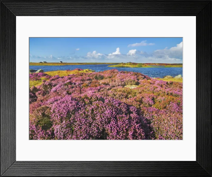 Framed Print : Moorland with heather on South Uist - United Kingdom, Scotland, Outer Hebrides Framed Print : Moorland with heather on South Uist - United Kingdom, Scotland, Outer Hebrides