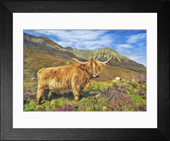 Framed Print : Highland cattle - United Kingdom, Scotland, Inner Hebrides, Skye, Strath Framed Print : Highland cattle - United Kingdom, Scotland, Inner Hebrides, Skye, Strath
