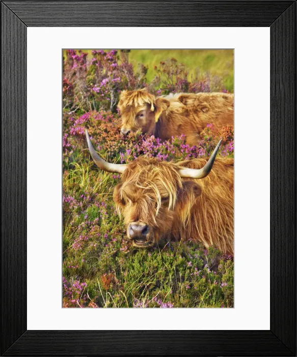 Framed Print : Highland cattle mother and calf in heather - United Kingdom, Scotland, Inner Hebrides Framed Print : Highland cattle mother and calf in heather - United Kingdom, Scotland, Inner Hebrides