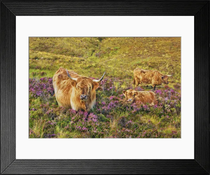 Framed Print : Highland cattle mother and calf in heather - United Kingdom, Scotland, Inner Hebrides Framed Print : Highland cattle mother and calf in heather - United Kingdom, Scotland, Inner Hebrides