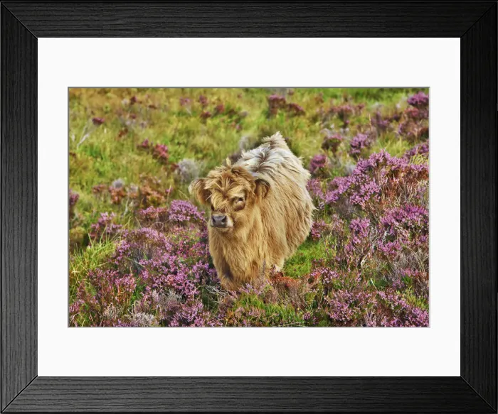 Framed Print : Highland cattle calf in heather - United Kingdom, Scotland, Inner Hebrides, Skye, Strath Framed Print : Highland cattle calf in heather - United Kingdom, Scotland, Inner Hebrides, Skye, Strath