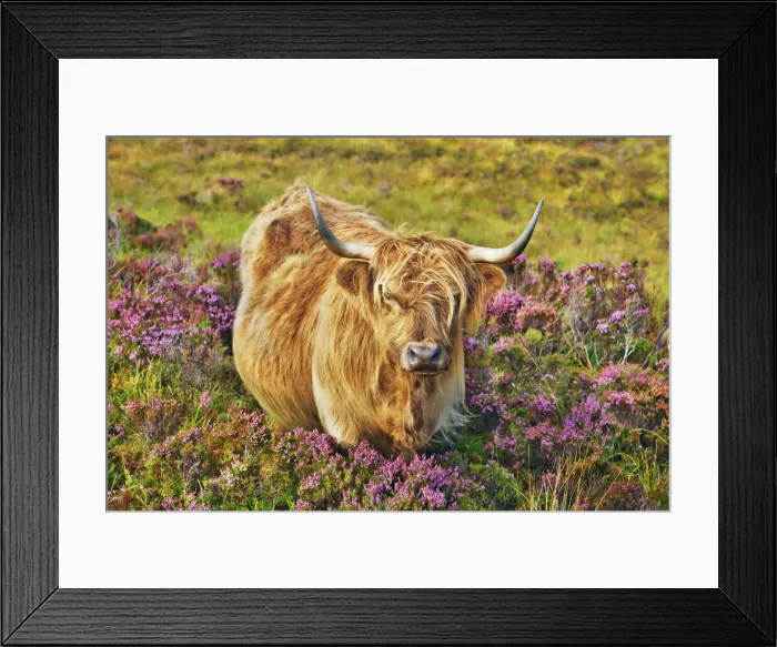 Framed Print : Highland cattle in heather - United Kingdom, Scotland, Inner Hebrides, Skye, Strath Framed Print : Highland cattle in heather - United Kingdom, Scotland, Inner Hebrides, Skye, Strath