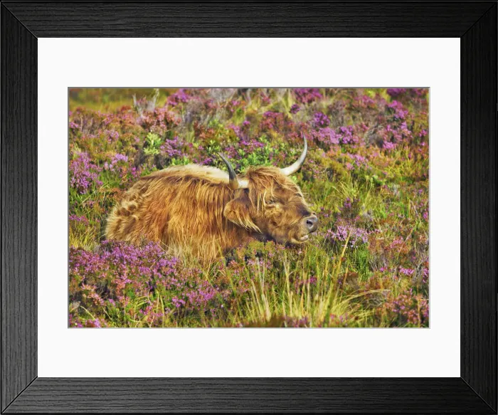 Framed Print : Highland cattle in heather - United Kingdom, Scotland, Inner Hebrides, Skye, Strath Framed Print : Highland cattle in heather - United Kingdom, Scotland, Inner Hebrides, Skye, Strath