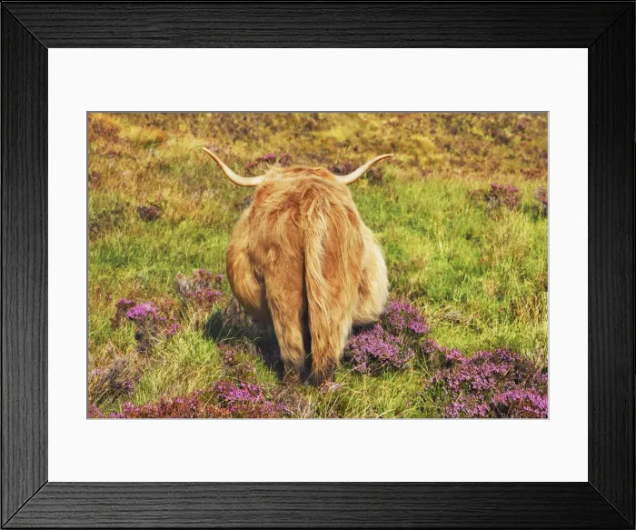 Framed Print : Highland cattle in heather - United Kingdom, Scotland, Inner Hebrides, Skye, Strath Framed Print : Highland cattle in heather - United Kingdom, Scotland, Inner Hebrides, Skye, Strath