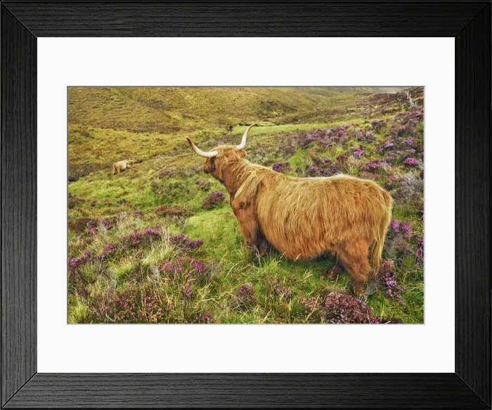 Framed Print : Highland cattle in heather - United Kingdom, Scotland, Inner Hebrides, Skye, Strath Framed Print : Highland cattle in heather - United Kingdom, Scotland, Inner Hebrides, Skye, Strath