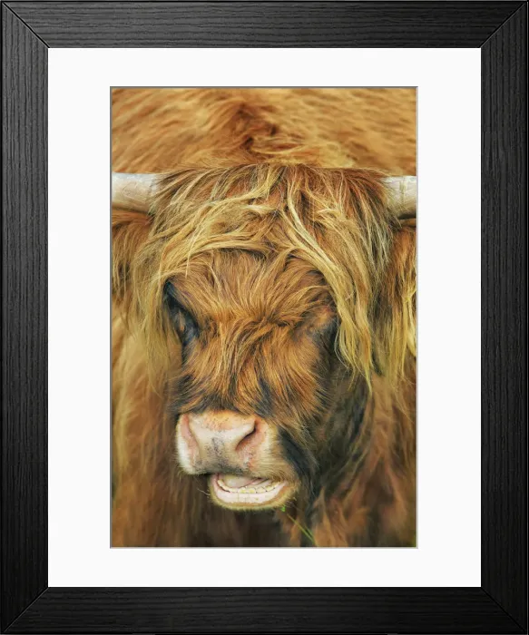 Framed Print : Highland cattle portrait - United Kingdom, Scotland, Inner Hebrides, Skye, Strath Framed Print : Highland cattle portrait - United Kingdom, Scotland, Inner Hebrides, Skye, Strath
