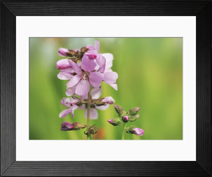 Framed Print : Mallow - United Kingdom, Scotland, Outer Hebrides, Lewis, Barabhas - Highlands, Hebrides Framed Print : Mallow - United Kingdom, Scotland, Outer Hebrides, Lewis, Barabhas - Highlands, Hebrides