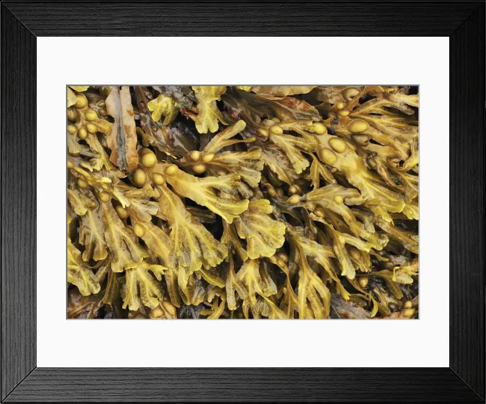 Framed Print : Bladder wrack - United Kingdom, Scotland, Inner Hebrides, Skye, Duirinish Framed Print : Bladder wrack - United Kingdom, Scotland, Inner Hebrides, Skye, Duirinish