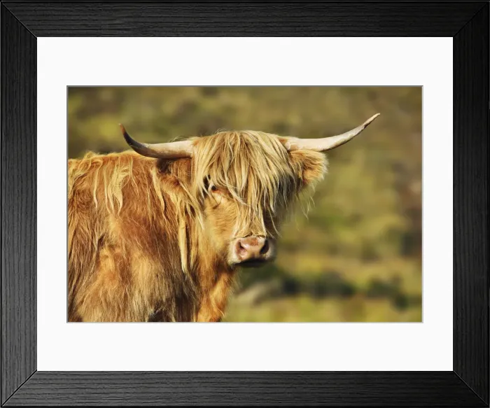 Framed Print : Highland cattle - United Kingdom, Scotland, Inner Hebrides, Skye, Strath Framed Print : Highland cattle - United Kingdom, Scotland, Inner Hebrides, Skye, Strath