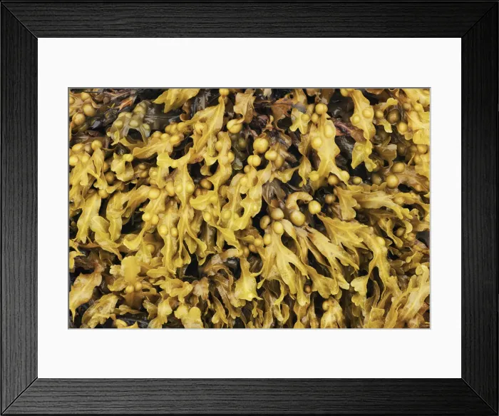 Framed Print : Bladder wrack - United Kingdom, Scotland, Inner Hebrides, Skye, Duirinish Framed Print : Bladder wrack - United Kingdom, Scotland, Inner Hebrides, Skye, Duirinish