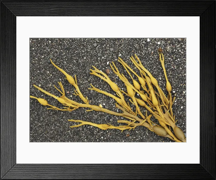 Framed Print : Bladder wrack - United Kingdom, Scotland, Inner Hebrides, Skye, Duirinish Framed Print : Bladder wrack - United Kingdom, Scotland, Inner Hebrides, Skye, Duirinish