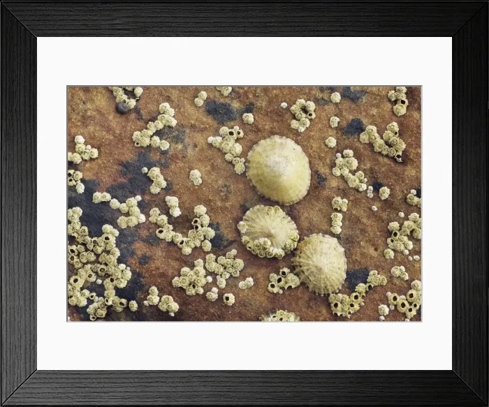 Framed Print : limpet colony on rock - United Kingdom, Scotland, Moray, Lossiemouth Framed Print : limpet colony on rock - United Kingdom, Scotland, Moray, Lossiemouth
