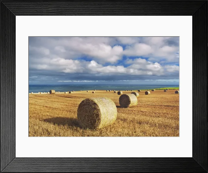 Framed Print : Hay ball and ocean - United Kingdom, Scotland, Aberdeenshire, Stonehaven, Fowlsheugh Framed Print : Hay ball and ocean - United Kingdom, Scotland, Aberdeenshire, Stonehaven, Fowlsheugh