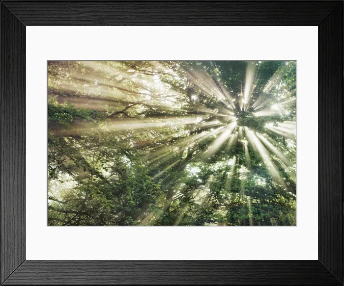 Framed Print : Sunbeams in mist in beech forest - Germany, Bavaria, Upper Bavaria, Starnberg Framed Print : Sunbeams in mist in beech forest - Germany, Bavaria, Upper Bavaria, Starnberg