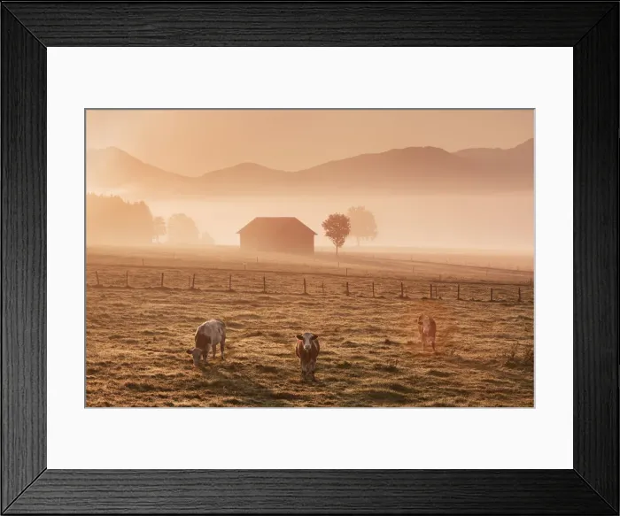 Framed Print : Alpine upland with cows in mist - Germany, Bavaria, Upper Bavaria, Weilheim-Schongau