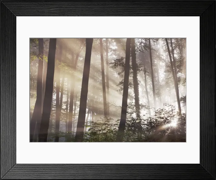 Framed Print : Sunbeams in mist in beech forest - Germany, Bavaria, Upper Bavaria, Starnberg Framed Print : Sunbeams in mist in beech forest - Germany, Bavaria, Upper Bavaria, Starnberg