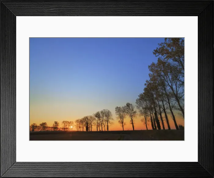 Framed Print : Poplar alley at sunset - France, Normandy, Manche, Avranches Framed Print : Poplar alley at sunset - France, Normandy, Manche, Avranches