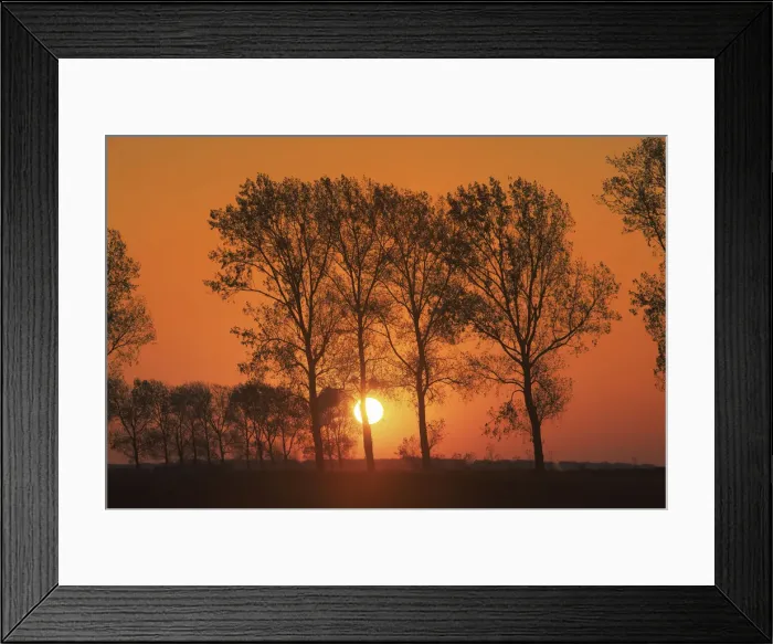 Framed Print : Poplar alley at sunset - France, Normandy, Manche, Avranches Framed Print : Poplar alley at sunset - France, Normandy, Manche, Avranches