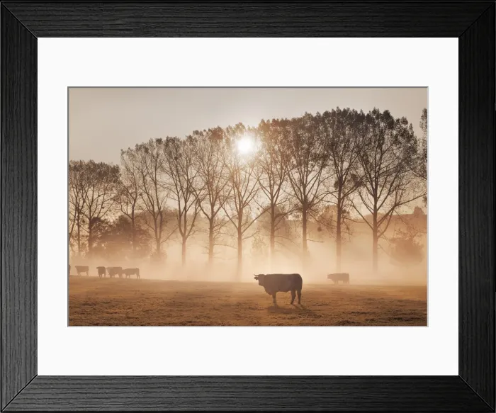 Framed Print : Cultural landscape with cows in fog - Germany, Bavaria, Upper Bavaria Framed Print : Cultural landscape with cows in fog - Germany, Bavaria, Upper Bavaria