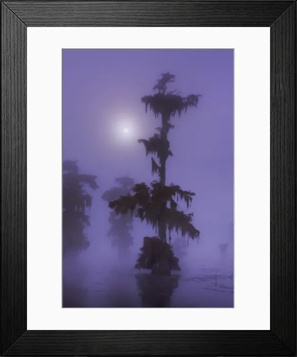 Framed Print : Bald cypress forest with full moon in fog - USA, Louisiana, St. Martin, Lake Martin