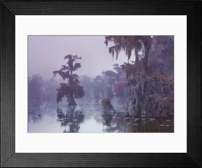Framed Print : Bald cypress in fog - USA, Louisiana, St. Martin, Lake Martin