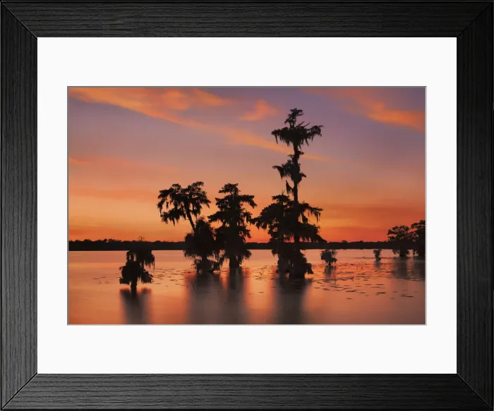 Framed Print : Bald cypress forest after sunset - USA, Louisiana, St. Martin, Lake Martin Framed Print : Bald cypress forest after sunset - USA, Louisiana, St. Martin, Lake Martin
